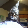 Cat foil2.png