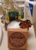 SOTD Feburary 17 2023 .jpg