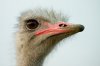 BIRD @.jpg