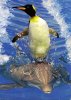 funny-penguin-surfing-dolphin.jpg