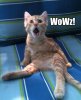 WoWzCat.jpg