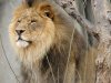 lion.jpg