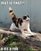 Cat.jpg