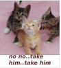 CATS X3.png
