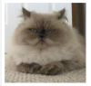 SWARDENCAT.png
