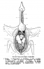 381px-PigeonAnatomy.png