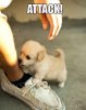 attack-dog1.jpg