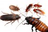 roaches.jpg