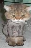 shaved cat.jpg