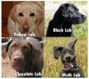 YellowLabMethLab.jpg