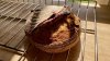 IMG_9538.jpeg