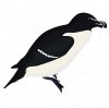 depositphotos_131628918-stock-illustration-razorbill-bird-detalised-on-white.jpg