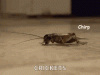 IMG_6227.gif