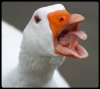 goose_edited.jpg