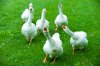 Funny+Goose+photos1-2782660371.jpg