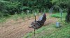 garden2.jpg