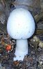 HMW_Shroom.jpg