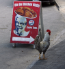sign kernal.png