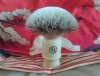 ES GOSH carity brush2.jpg