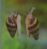 Assasin Snail1.jpg