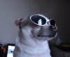 ChubbsInShades.jpg