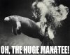 huge manatee.jpg