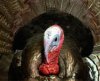 turkey2.jpg