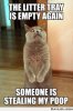 Pooh Kitty.jpg