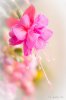 Flower.jpg