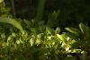 green stuff.jpg