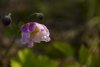 flower3.jpg