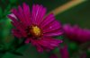DSC_0049.JPG-1.jpg