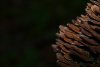 DSC_0022.jpg @ 25% (RGB_8*).jpg