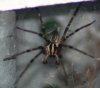 funnel%20web%20spider%20johnston%20mill%2070106.JPG