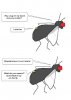 fly.jpg