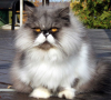 CATstache3.png