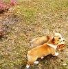 2007Corgi r.jpg