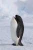 hybrid-animals-photoshop-1.jpg