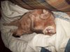 Elliot snoozing scaled.jpg