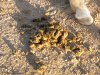 horse poo.jpg