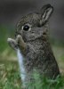 Bunny - now relax and look at the cute bunny.jpg