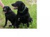 pups.jpg