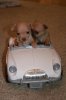 2pups.jpg