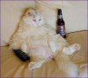 BeerCat.jpg