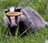 badger copy.jpg