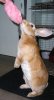 bunny-cotton-candy-picture.jpg