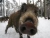 boar.jpg