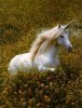 Unicorn images.jpg