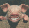 smiling_pig.gif