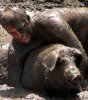 pig wrestle.jpg